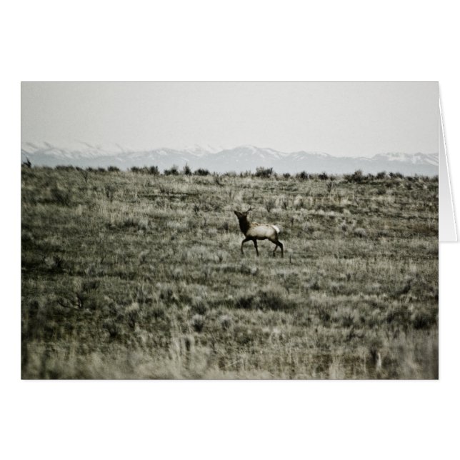 Bull Elk P2800-Kaart (Voorkant Horizontaal)