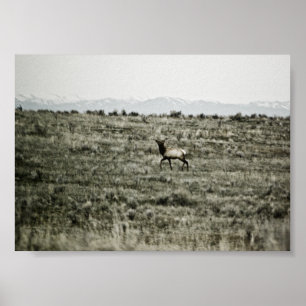 Bull Elk P2800 Print