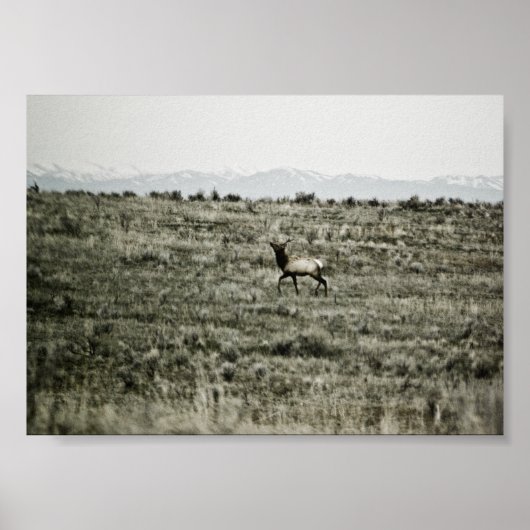 Bull Elk P2800 Print (Voorkant)