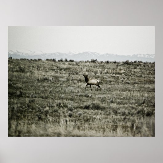 Bull Elk P2800 Print (Voorkant)