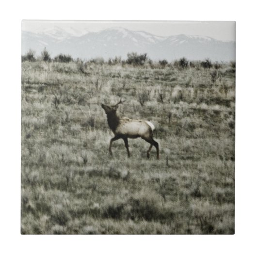 Bull Elk P2800-Tegel Tegeltje (Voorkant)