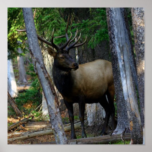 Bull elk photography poster (Voorkant)