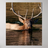 Bull Elk Poster (Voorkant)