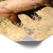 Bull Elk Poster (Hoek)