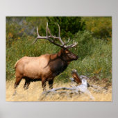 Bull Elk Poster (Voorkant)