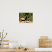 Bull Elk Poster (Keuken)