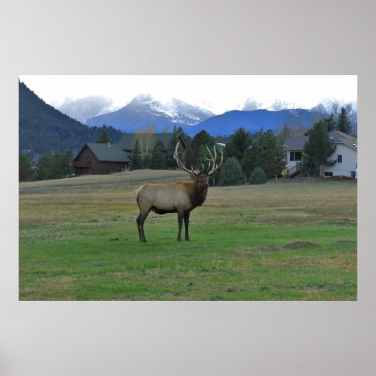 Bull Elk Poster (Voorkant)