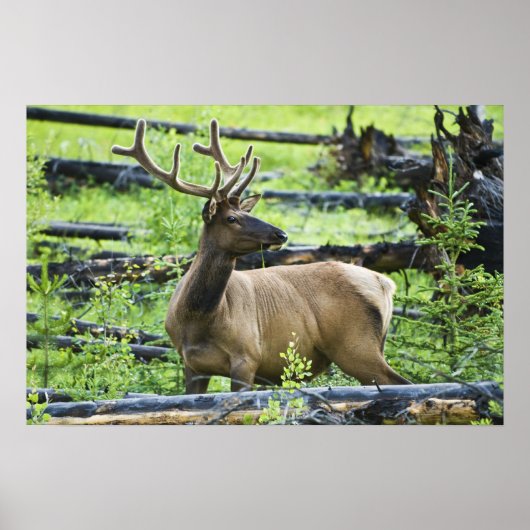 Bull Elk Poster (Voorkant)