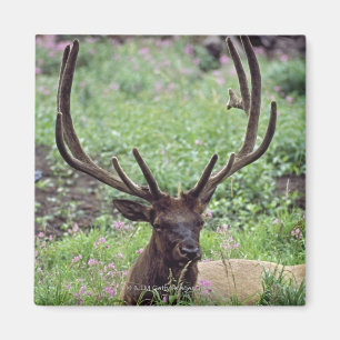 Bull Elk resting in Alpine Meadow met Antlers Magneet