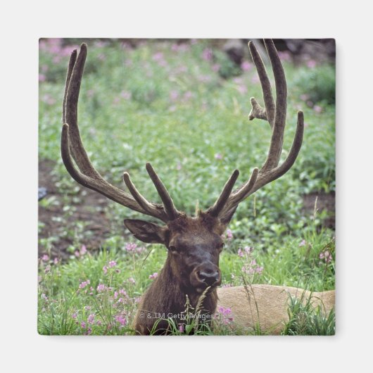 Bull Elk resting in Alpine Meadow met Antlers Magneet (Voorkant)