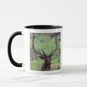 Bull Elk resting in Alpine Meadow met Antlers Mok