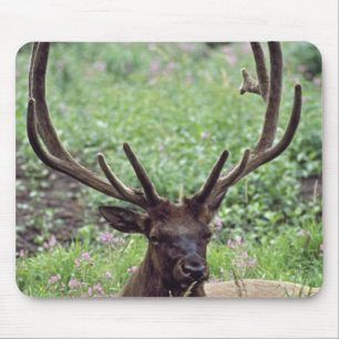 Bull Elk resting in Alpine Meadow met Antlers Muismat