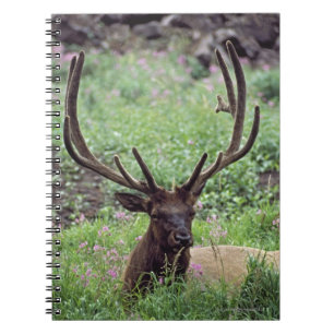 Bull Elk resting in Alpine Meadow met Antlers Notitieboek