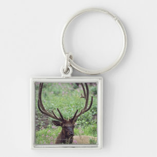 Bull Elk resting in Alpine Meadow met Antlers Sleutelhanger