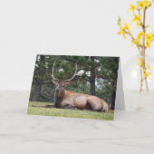 Bull Elk Resting Kaart (Gele Bloem)