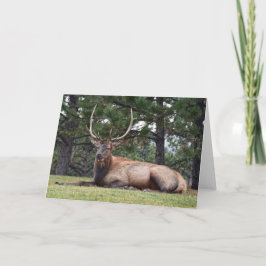 Bull Elk Resting Kaart
