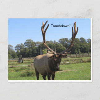 Bull Elk Signals "Touchdown" Briefkaart