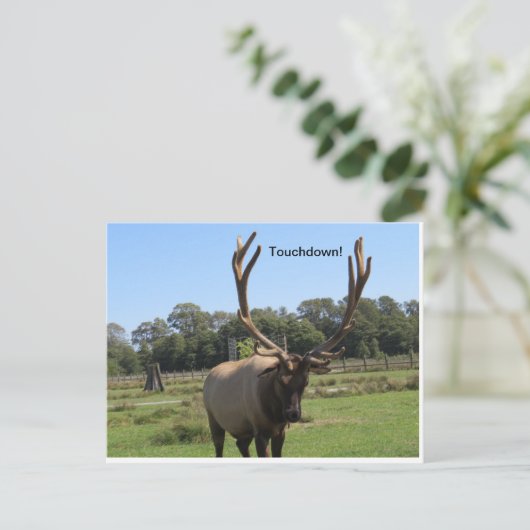 Bull Elk Signals "Touchdown" Briefkaart (Staand voorkant)
