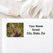 Bull Elk tijdens de weg retour adres label (Insitu)