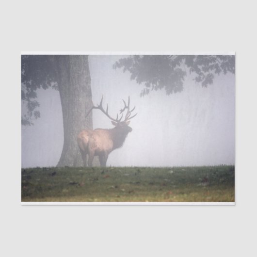 Bull Elk Tissuepapier (Voorkant)