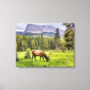 Bull Elk Wrapped Canvas Afdruk