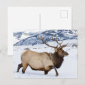 Bull Elk | Wyoming Briefkaart (Voorkant / Achterkant)