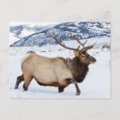 Bull Elk | Wyoming Briefkaart (Voorkant)