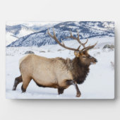 Bull Elk | Wyoming Fotoplaat (voorkant)