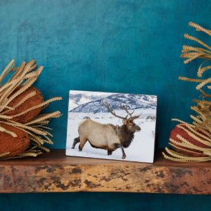 Bull Elk   Wyoming Fotoplaat