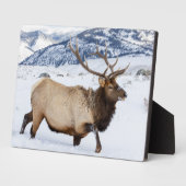 Bull Elk | Wyoming Fotoplaat (Zijkant)