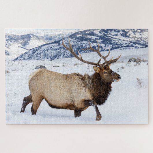 Bull Elk | Wyoming Legpuzzel (Horizontaal)
