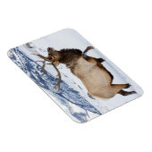 Bull Elk | Wyoming Magneet (Rechterzijde)