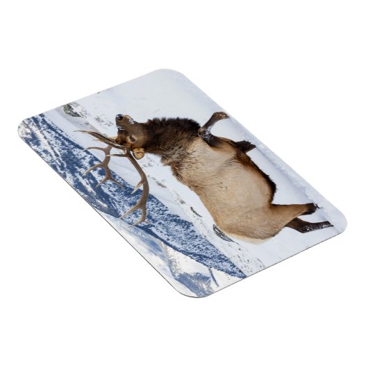 Bull Elk | Wyoming Magneet (Rechterzijde)