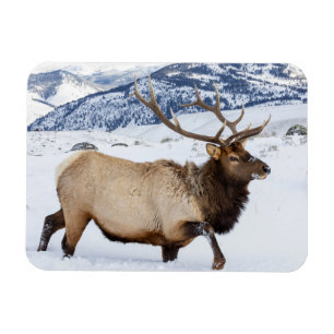 Bull Elk   Wyoming Magneet