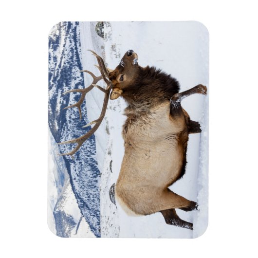 Bull Elk | Wyoming Magneet (Verticaal)