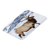 Bull Elk | Wyoming Magneet (Linkerzijde)