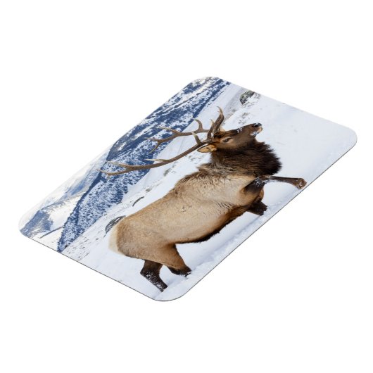 Bull Elk | Wyoming Magneet (Linkerzijde)