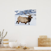 Bull Elk | Wyoming Poster (Keuken)