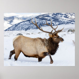 Bull Elk Wyoming Poster