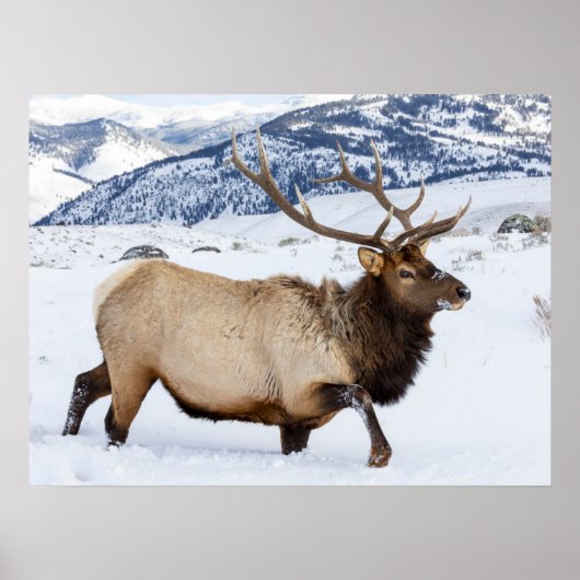 Bull Elk | Wyoming Poster (Voorkant)