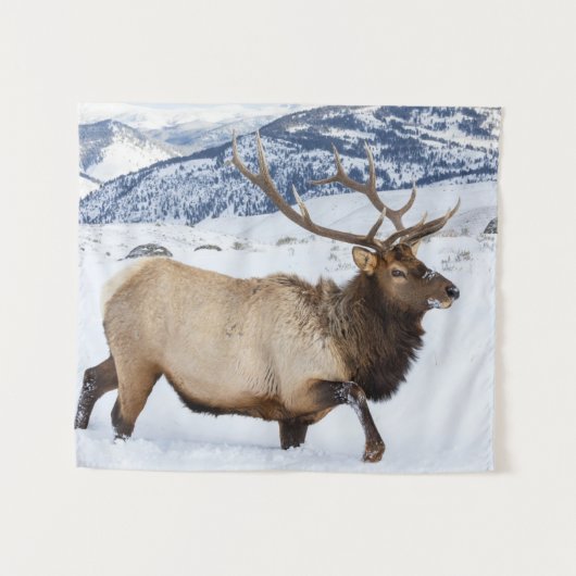 Bull Elk | Wyoming Wandkleed (Voorkant (horizontaal))