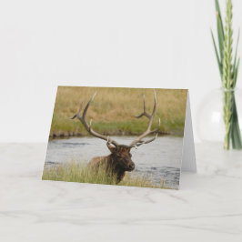 Bull Elk Yellowstone - Hartelijk dank Bedankkaart