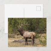 Bull Elk Yellowstone National Park Wyoming Briefkaart (Voorkant / Achterkant)