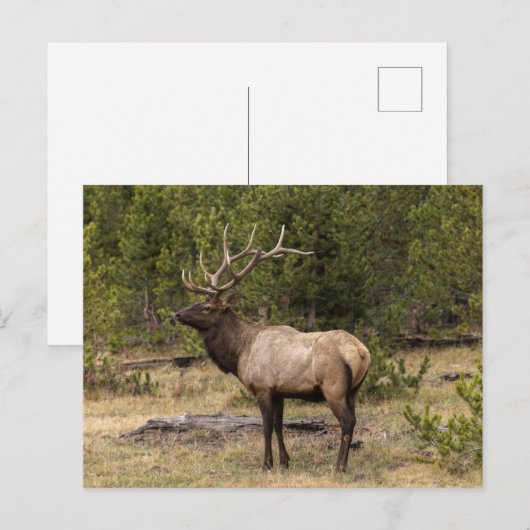 Bull Elk Yellowstone National Park Wyoming Briefkaart (Voorkant / Achterkant)