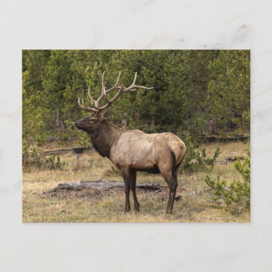 Bull Elk Yellowstone National Park Wyoming Briefkaart (Voorkant)
