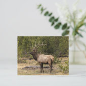 Bull Elk Yellowstone National Park Wyoming Briefkaart (Staand voorkant)