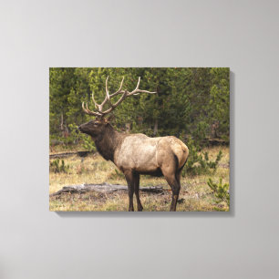 Bull Elk Yellowstone National Park Wyoming Canvas Afdruk