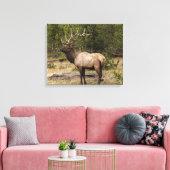 Bull Elk Yellowstone National Park Wyoming Canvas Afdruk (Insitu (Woonkamer))