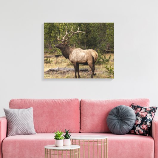 Bull Elk Yellowstone National Park Wyoming Canvas Afdruk (Insitu (Woonkamer))