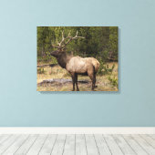 Bull Elk Yellowstone National Park Wyoming Canvas Afdruk (Insitu (Houten vloer))
